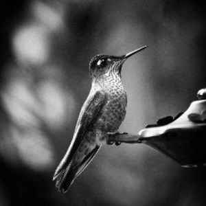 Meet your Posher, Josue